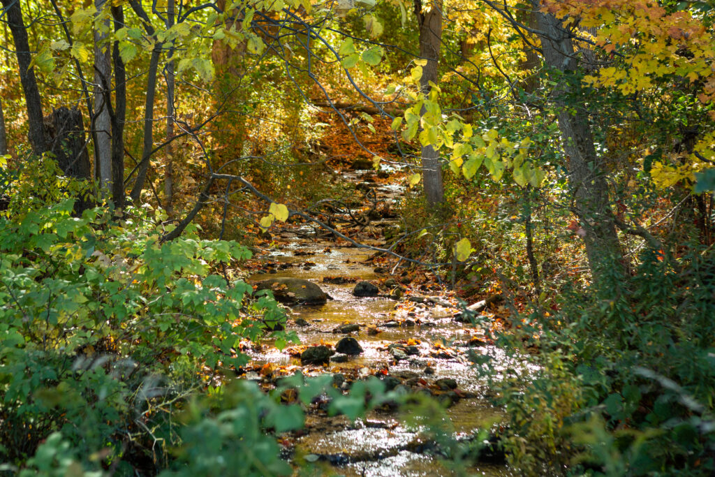 View of a forest in the Rare property