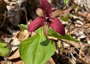 Flower from Jeffrey-Cowan Forest Preserve