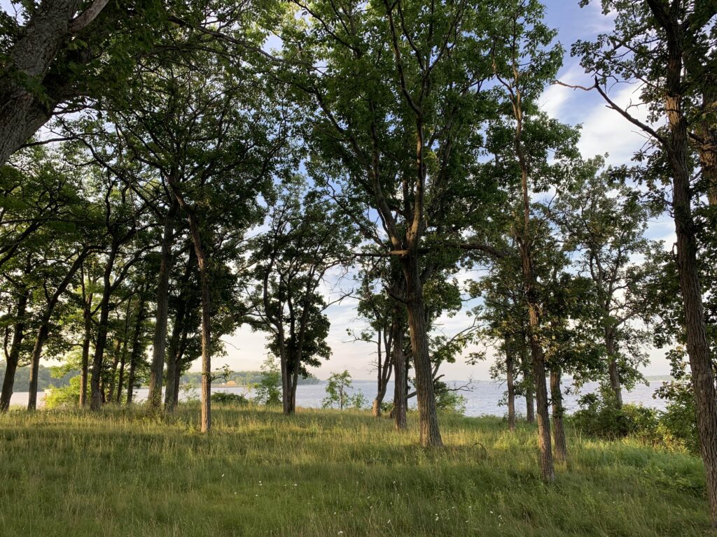 Trees by a meadow