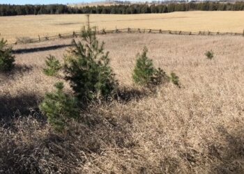 Pine Ridge (Hartley) Easement Meadow