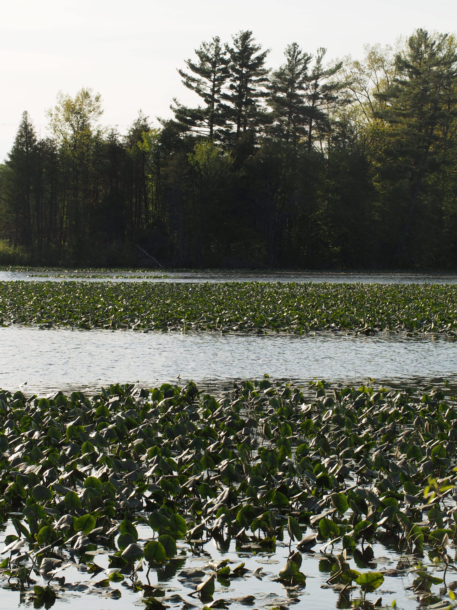 Long Point Basin Land Trust