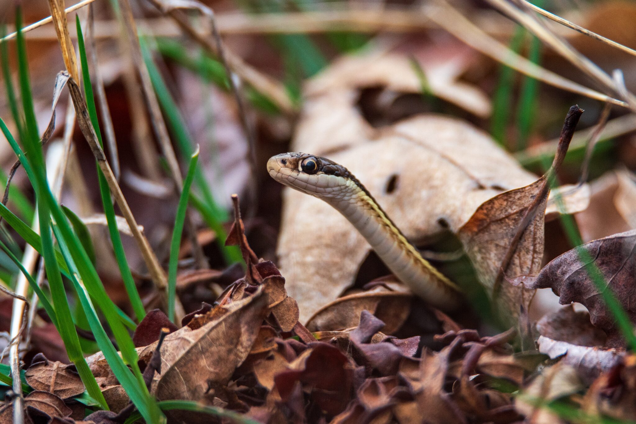 Conserving Species at Risk on Land Trust Properties