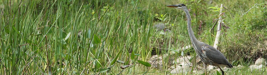 Land Conservancy for Kingston, Frontenac, Lennox & Addington