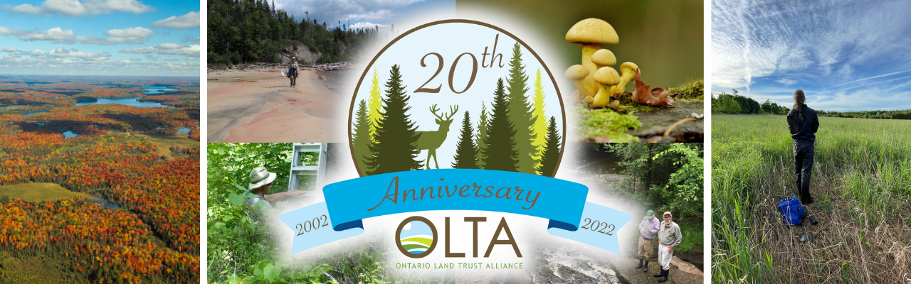 20th OLTA Anniversary graphics