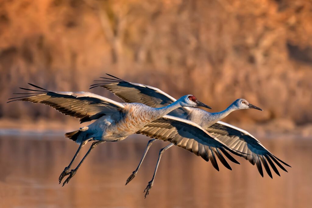 Birds flying together
