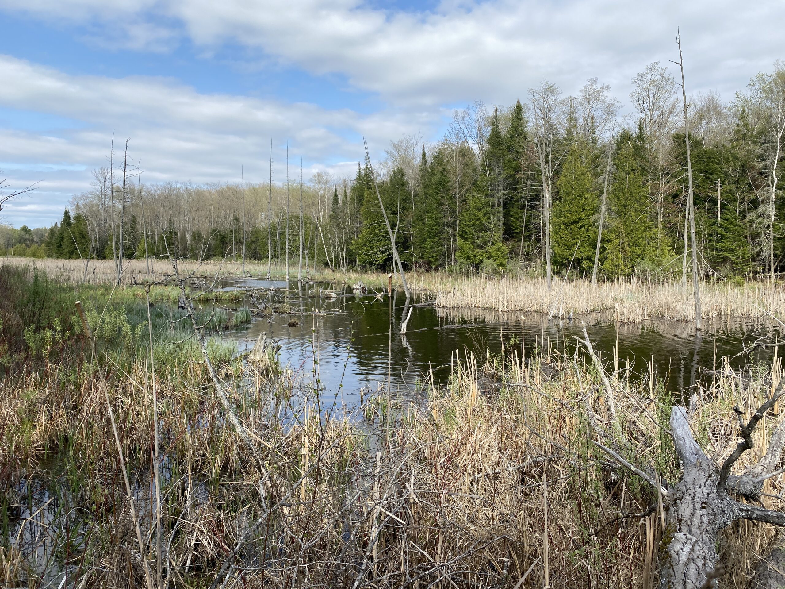 Hikers enjoying KLT's Stony Lake Trails on the Ingleton-Wells Property