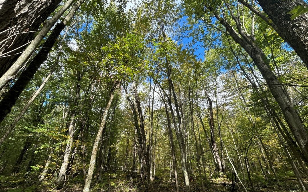 The Escarpment Biosphere Conservancy Announces the Protection of Key Wetland Habitat in Bruce County