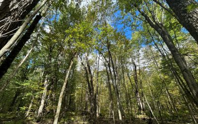 The Escarpment Biosphere Conservancy Announces the Protection of Key Wetland Habitat in Bruce County