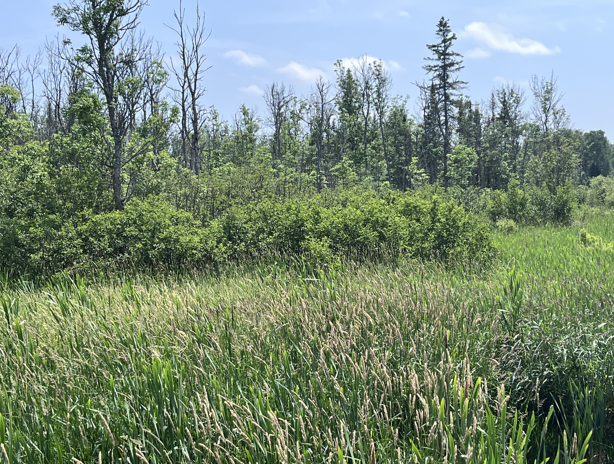 Magnetawan Wetlands