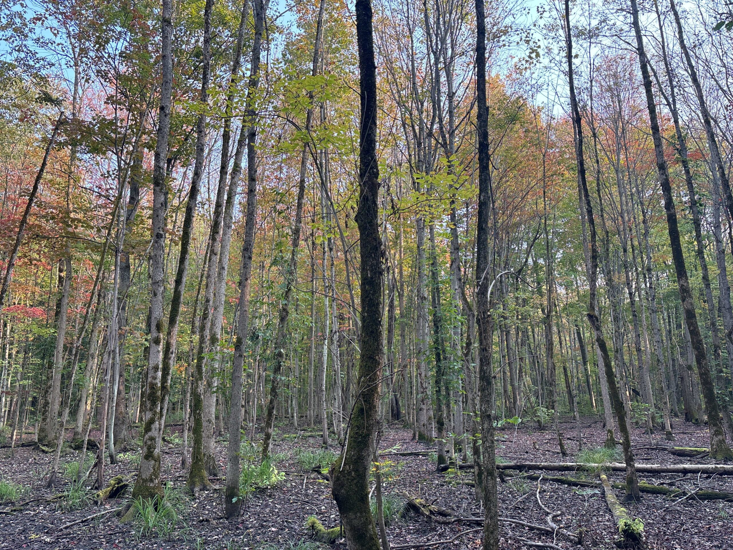 Blackwell Brady Clark