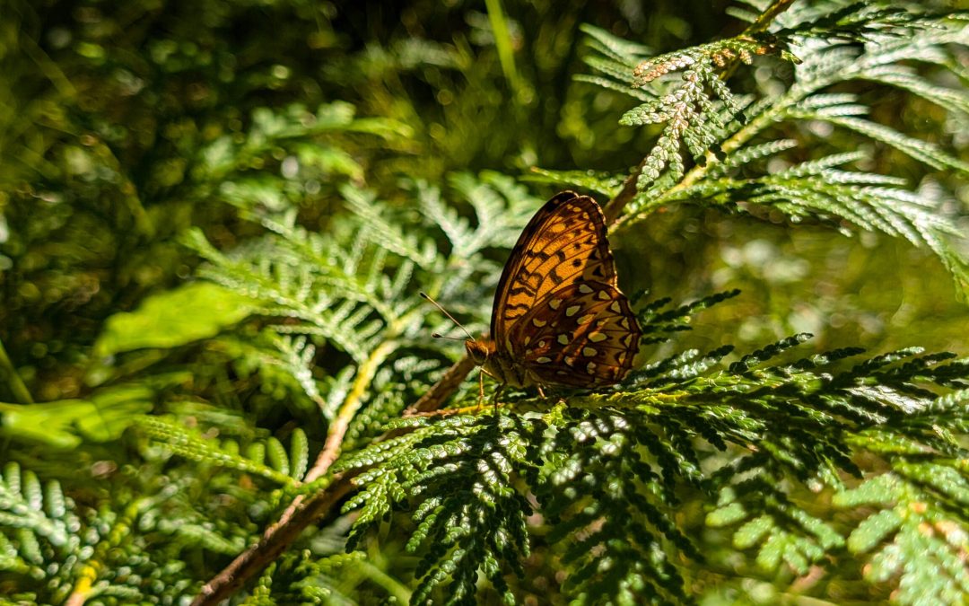 Escarpment Biosphere Conservancy Secures New Nature Preserve at Boat Lake Through Wild Future Campaign, ensuring 101 acres are permanently protected on the Saugeen (Bruce) Peninsula