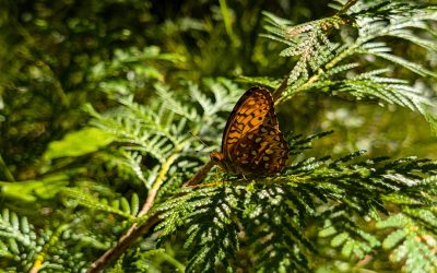 Escarpment Biosphere Conservancy Secures New Nature Preserve at Boat Lake Through Wild Future Campaign, ensuring 101 acres are permanently protected on the Saugeen (Bruce) Peninsula
