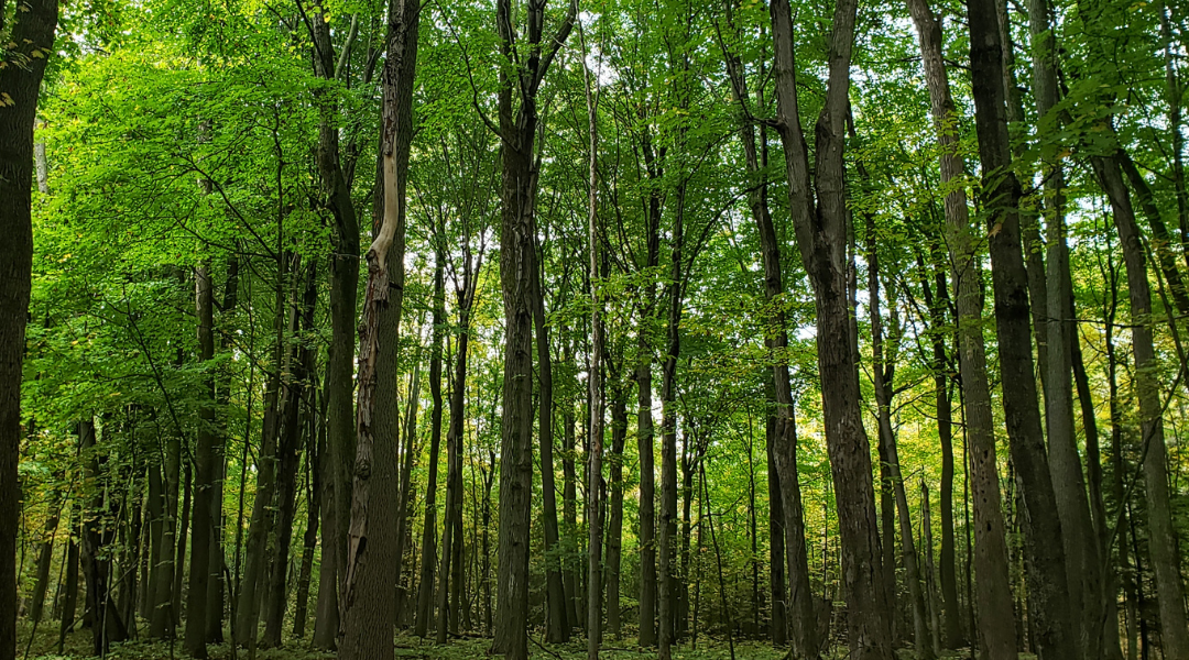 Conservation Easement Agreements: Learning Resources