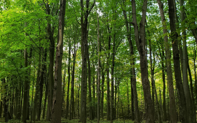 Conservation Easement Agreements: Learning Resources