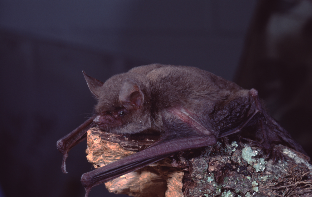 little brown myotis
