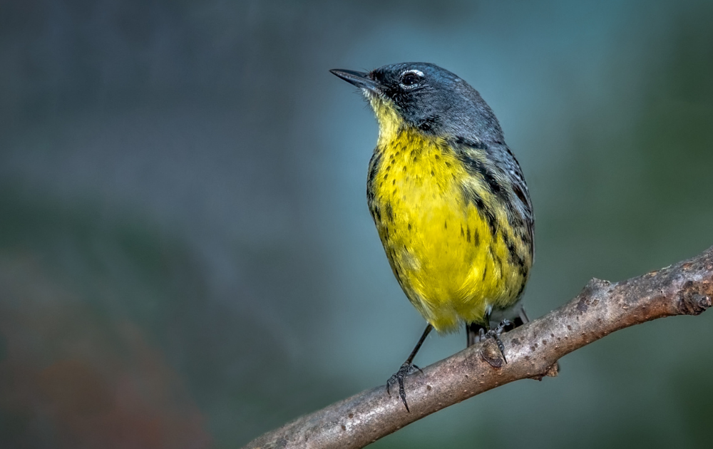 kirtland's warbler