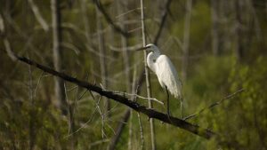 Escarpment Biosphere Conservancy and Ducks Unlimited Canada Expand Landmark Wetland Protection Near Owen Sound with New Benallen Nature Preserve LandsThe Escarpment Biosphere Conservancy Announces the Protection of Key Wetland Habitat in Bruce County