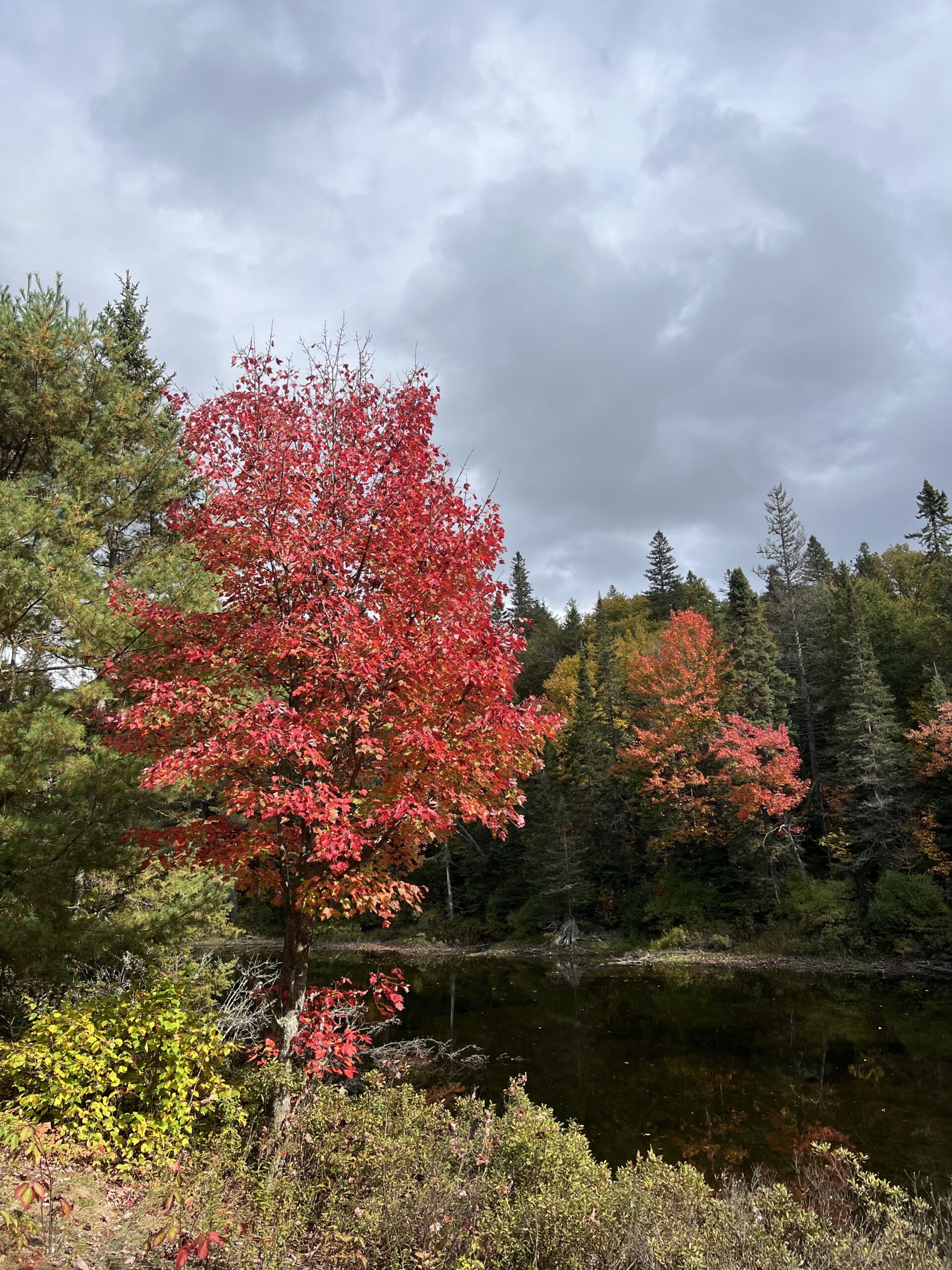Ontario Conservation Accelerator