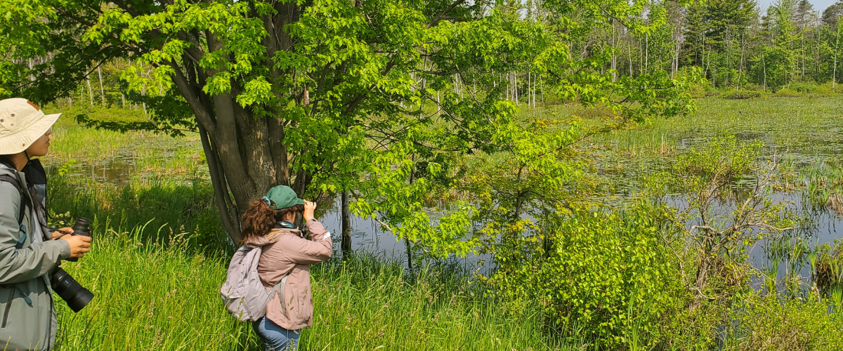Strengthening Species Conservation in Ontario