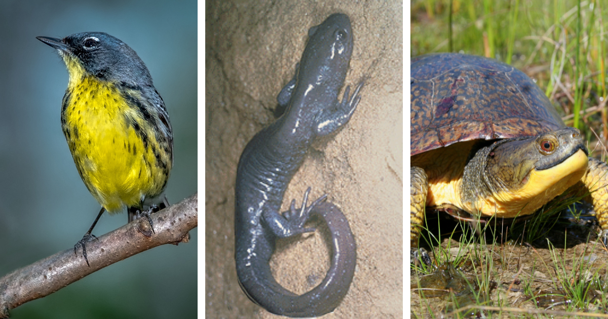 Kirtland's warbler, Jefferson salamander, Blanding's turtle