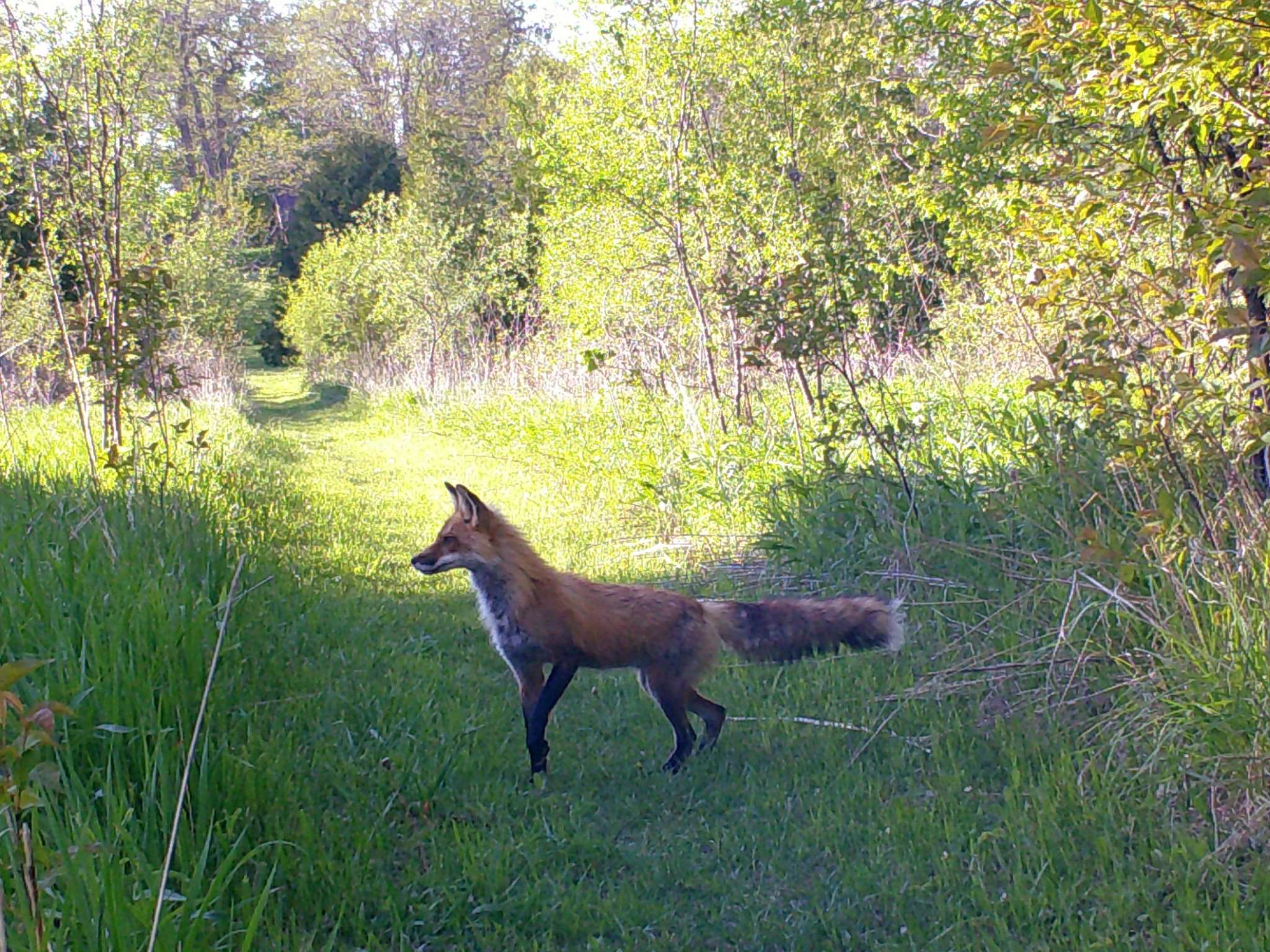 Penryn Forest