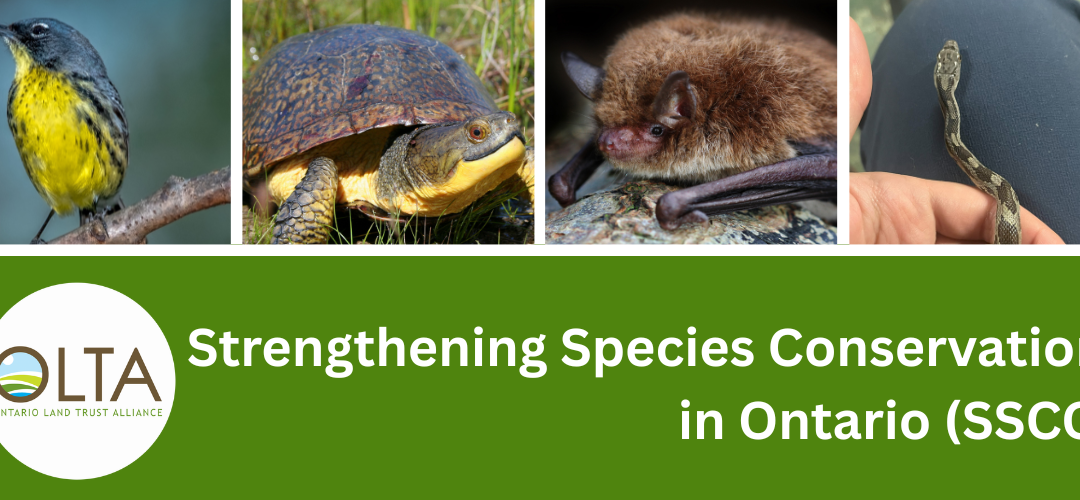 OLTA launches new program to support species at risk in Ontario over five years