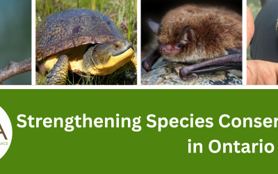 OLTA launches new program to support species at risk in Ontario over five years