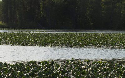 Long Point Basin Land Trust