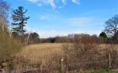 Thickson’s Woods Land Trust