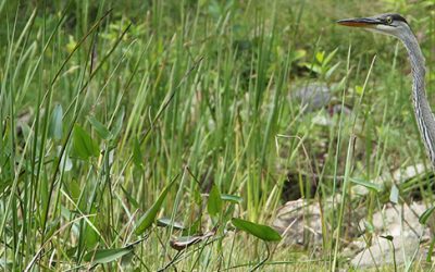 Land Conservancy for Kingston, Frontenac, Lennox & Addington
