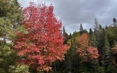Ontario Conservation Accelerator