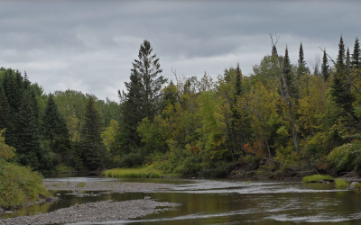 Thunder Bay Field Naturalists