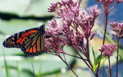 Huron Tract Land Trust Conservancy