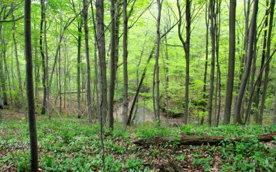 Ontario Nature