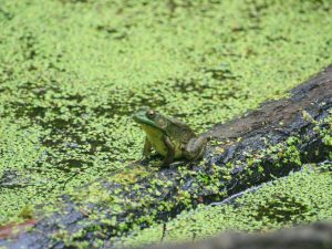 Green Frog, B. Popelier