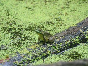Green Frog, B. Popelier