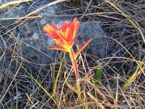 Indian Paintbrush May 2024