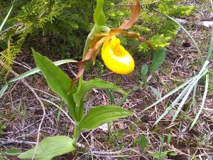 Lady_s Slipper May 20 2024