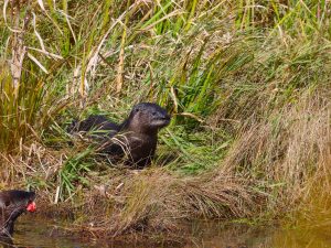 North American River Otter, B. Popelier
