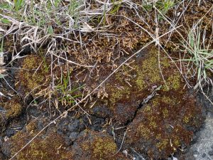 PXL_20250531_150604216.PORTRAIT.ORIGINAL