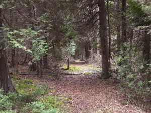simon bay entrance trail